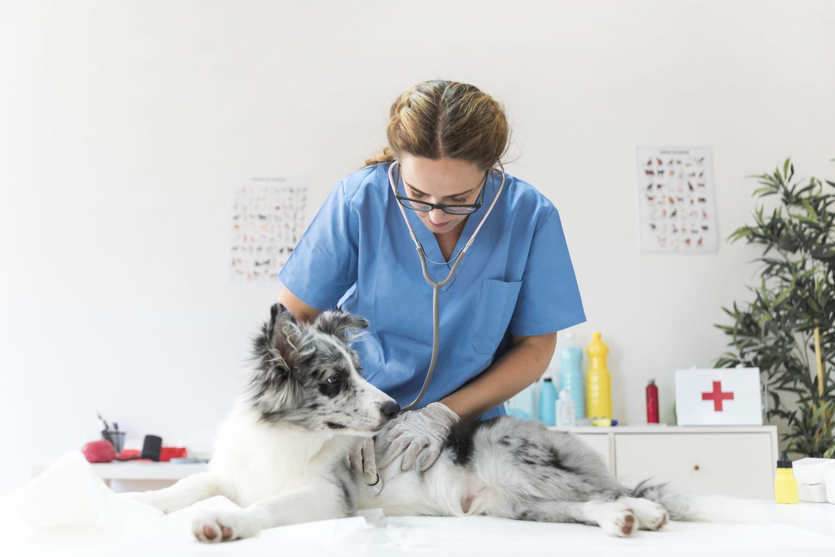 femme-veterinaire-chien-2