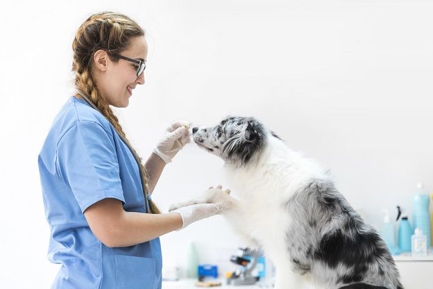 femme-veterinaire-chien-3